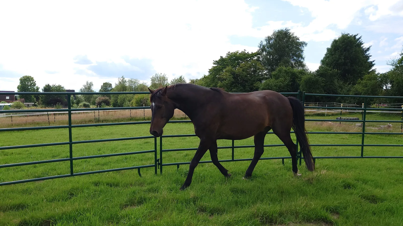 schwarzes pferd trabt entspannt im roundpen ein schwarzes pferd trabt entspannt von rechts nach links in einem roundpen aus weidepanels