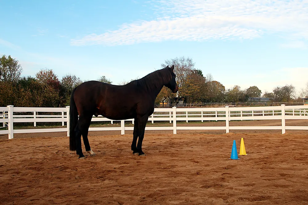 roundpen aus kunststoff, pferd mit zwei hütchen, stabil und wetterfest roundpen aus kunststoff, pferd steht mit zwei hütchen im roundpen