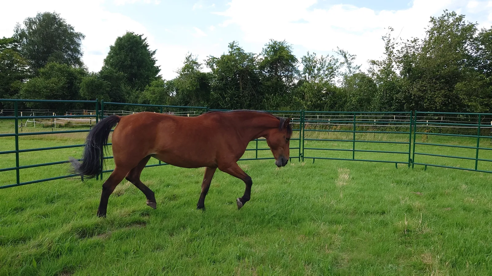 stute mala trabt im roundpen eine polnische warmblut-stute namens mala trabt im roundpen aus weidepanels