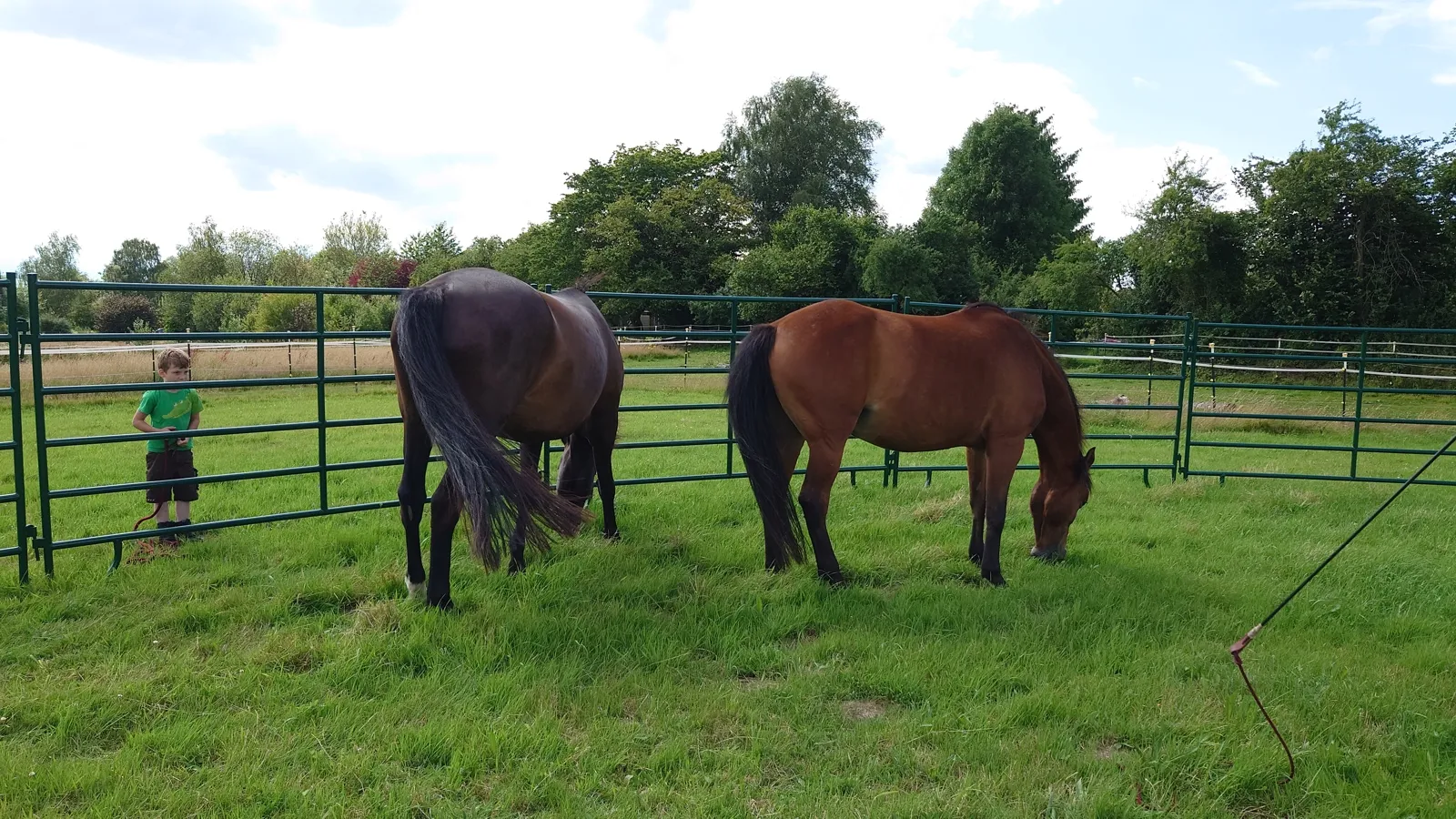zwei pferde grasen sicher im roundpen, kleiner junge steht sicher hinter den weidepanels zwei pferde grasen sicher in einem roundpen aus weidepanels, im hintergrund steht ein kleiner junge hinter den weidepanels und schaut von außen zu, sicherer abstand gewahrt
